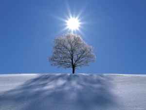 Sun-Shining-in-Blue-Sky-Over-Tree-in-Winter-Snow-Biei-Hokkaido-Japan-Photographic-Print-C13062664